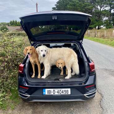 Tres perros permanecen en el maletero abierto de un coche negro en una carretera rural, rodeados de vegetación y árboles bajo un cielo nublado, listos para la aventura.