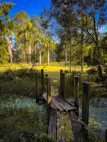 Un puente rústico de madera cubierto de musgo cruza un pequeño estanque rodeado de exuberante vegetación. Altas palmeras y la vibrante luz del sol iluminan el sereno paisaje natural que se extiende más allá.
