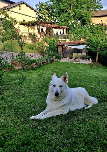 Um lindo cachorro branco deita-se na grama verde exuberante de um jardim. Atrás de você, há uma casa aconchegante, árvores, um pátio e uma área de estar rústica ao ar livre. Cena tranquila.