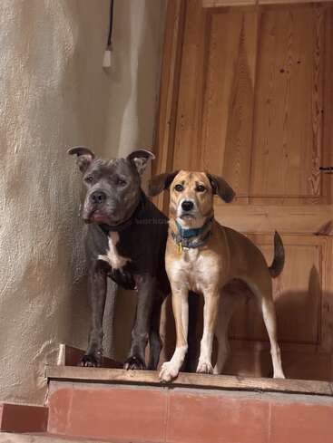 Two dogs stand side by side on a small landing in front of a wooden door, looking attentively forward, one black and one light brown.