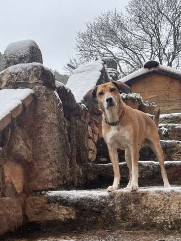 A brown and white dog stands on stone steps, surrounded by lightly snow-covered stone walls. Bare trees and a wooden shed are visible in the wintery background.