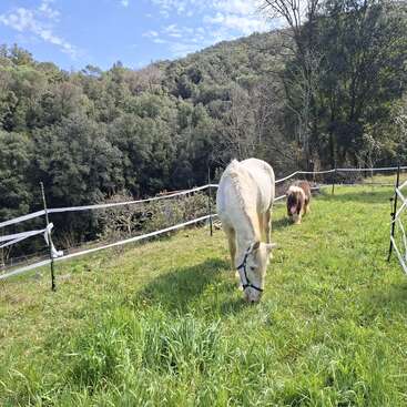 Un caballo blanco y un poni castaño pastan tranquilamente sobre la hierba verde, rodeados por una sencilla valla, con frondosos árboles y colinas al fondo bajo un cielo azul.