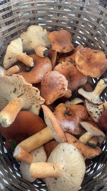 A woven basket filled with freshly foraged wild mushrooms, featuring orange-brown caps, creamy gills, and stems, still dusted with soil and forest debris.
