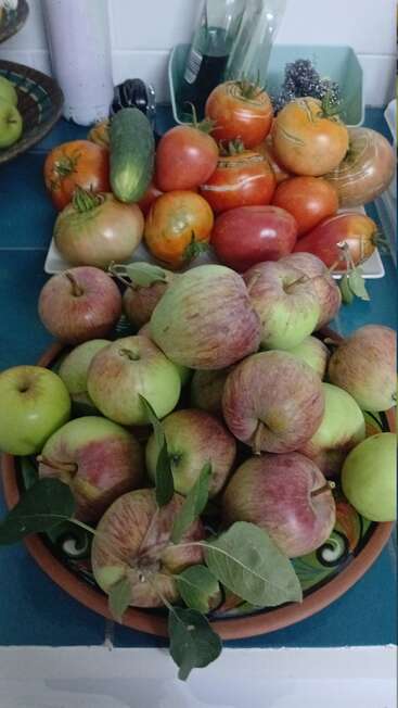 A bowl of freshly picked apples sits in front of a plate with tomatoes and a cucumber on a blue kitchen countertop, creating a colorful arrangement.