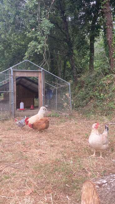 Four chickens roam freely outside a wire chicken coop in a wooded area. The ground is covered in dry grass, surrounded by lush green trees. Peaceful scene.