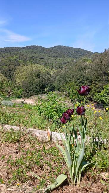 A bunch of dark purple tulips stands in the foreground. Behind them, green hills and trees stretch beneath a bright blue sky with wispy clouds.