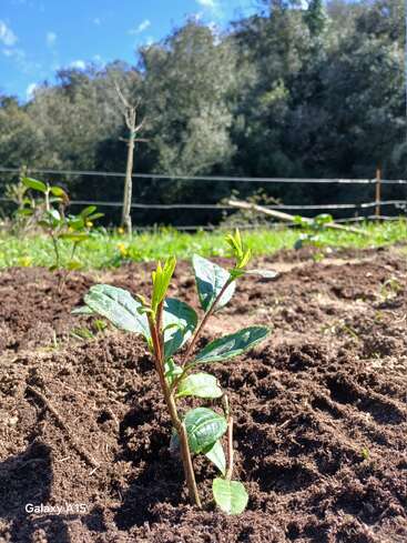 A small green plant emerges from rich brown soil in a sunlit garden, surrounded by lush grass, trees, and a bright blue sky above.