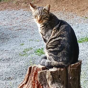 A striped tabby cat sits comfortably on a tree stump, gazing directly at the camera. Sunlight highlights its fur. Gravel and grass surround the stump.