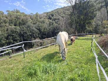 A white horse and a brown pony graze peacefully on green grass, enclosed by a simple fence, with dense trees and hills in the background under blue sky.