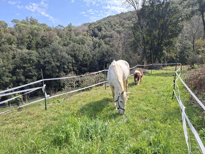 A white horse and a brown pony graze peacefully on green grass, enclosed by a simple fence, with dense trees and hills in the background under blue sky.