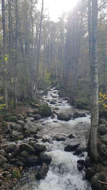 Un ruisseau rocailleux traverse une forêt dense, la lumière du soleil filtrant à travers les grands arbres. Les pierres recouvertes de mousse et les feuilles d'automne créent une atmosphère paisible, naturelle et sereine.