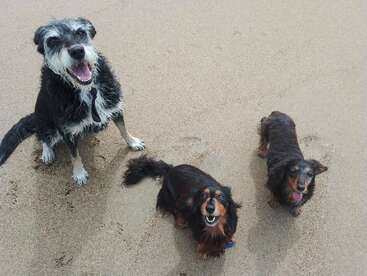 Três cachorros felizes estão na praia de areia, olhando para a câmera. Dois dachshunds pequenos de pêlo comprido e um cachorro maior e desgrenhado, todos sorrindo.