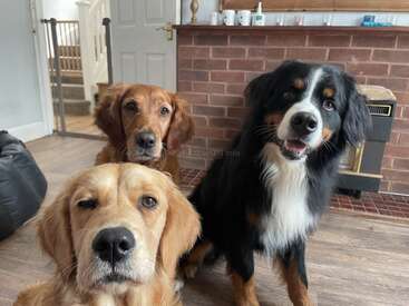 La imagen muestra a tres perros delante de una chimenea de ladrillo, con una puerta blanca y una escalera visibles al fondo, sobre un suelo de madera.