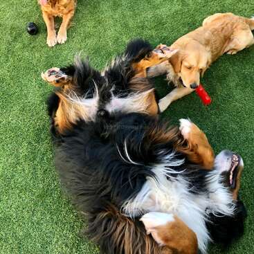 The image depicts three dogs on an artificial grass surface, with two dogs lying down and one standing, all appearing to be playing with a red toy.