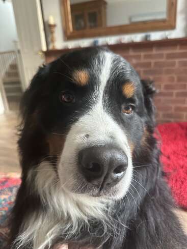 This image shows a close-up of a Bernese Mountain Dog with soulful brown eyes, black, white, and tan fur, sitting indoors on a cozy red rug.
