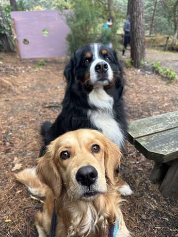Two adorable dogs, one golden and one black with white and tan, sit attentively in a wooded outdoor setting, near a rustic bench and board.