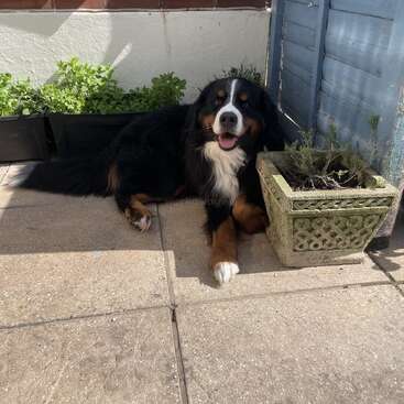 A imagem mostra um cachorro grande deitado em um pátio próximo a um vaso de plantas, com uma parede de tijolos e uma cerca de madeira visíveis ao fundo.