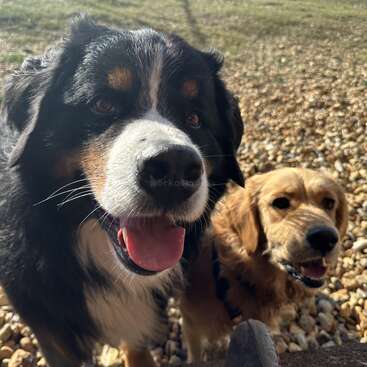 Esta imagem mostra dois cães felizes ao ar livre em um dia ensolarado. Um é um Bernese Mountain Dog preto e branco, o outro é um golden retriever. Ambos estão sorrindo.