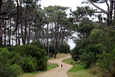 L'image représente un paysage serein avec un chemin sinueux, flanqué d'arbres et de buissons, et quelques personnes marchant le long du chemin, dans un décor naturel.