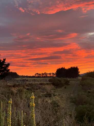 Un magnifique coucher de soleil pare le ciel de teintes rouge et orange éclatantes au-dessus d'un paysage rural, où les fleurs sauvages et les arbres se découpent sur l'horizon incandescent.
