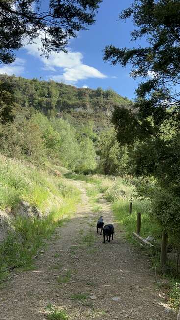 Deux chiens noirs marchent sur un chemin de terre, entourés d'une végétation luxuriante et d'arbres, sous un ciel bleu parsemé de nuages, avec en arrière-plan une colline boisée baignée de soleil.