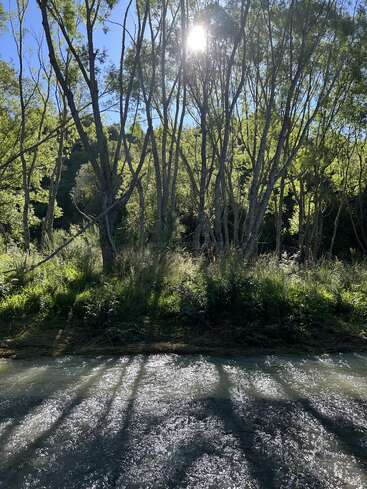 La lumière du soleil filtre à travers les grands arbres élancés qui bordent une rivière au cours paisible. Les feuilles resplendissent de vert, projetant leurs ombres sur l'eau scintillante et la berge herbeuse. Une scène naturelle empreinte de sérénité.