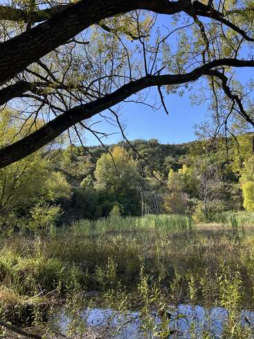 Une scène paisible met en scène un étang ombragé bordé de roseaux, de branches d'arbres en surplomb et d'une végétation luxuriante, le tout sous un ciel bleu limpide et éclatant.
