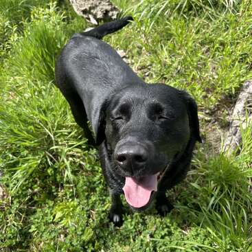 Ein glücklicher schwarzer Labrador steht auf grünem Gras, die Augen geschlossen und die Zunge herausgestreckt, und genießt die Sonne im Freien. Der Hund wirkt fröhlich, verspielt und zufrieden in der Natur.