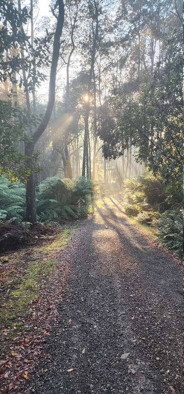 A gravel path winds through a lush, green forest. Sunlight streams through tall trees and ferns, casting beautiful, golden rays on the morning mist.