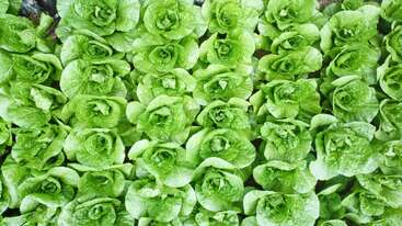 This image shows a neatly arranged field of healthy green lettuce plants growing closely together. The vibrant leaves appear fresh, lush, and ready for harvest.