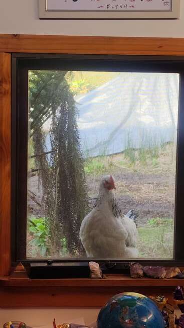A white chicken stands outside a screened window, looking in. Inside, a desk holds a globe and various crystals. Sunlight brightens the background scenery.