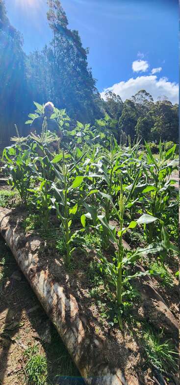 A person stands in a sunny garden surrounded by tall, green corn plants and sunflowers, with vibrant blue sky and leafy trees in the background.