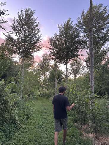 Un hombre camina por un sendero de hierba rodeado de altos árboles y exuberante vegetación bajo un cielo de atardecer color pastel con suaves nubes rosas y luz solar que se desvanece.