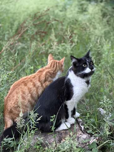Dos gatos se sientan juntos en un prado verde y exuberante. Uno de ellos es blanco y negro, mientras que el otro es atigrado anaranjado y parece tranquilo.