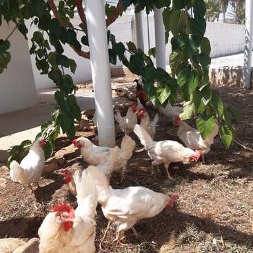 A group of white chickens forage on the ground under a leafy tree, near white pillars, with sunlight and shadows cast across the yard. Peaceful farm scene.