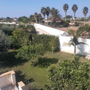 This image shows a sunny garden with green trees, palm trees, a grassy lawn, a white wall, and a dirt path leading into the distance.