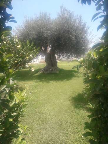 An ancient olive tree stands in the middle of a lush, green lawn, framed by leafy bushes, with sunlight casting gentle shadows under a clear sky.
