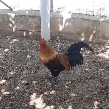 A colorful rooster stands proudly on dry, brown earth within an outdoor fenced area. Sunlight filters through, casting patches of shadow and light across the ground.