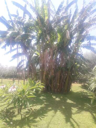 A large cluster of banana trees stands tall under bright sunlight. Lush green leaves and shadows cover the grass, with smaller flowering plants nearby. Peaceful garden scene.