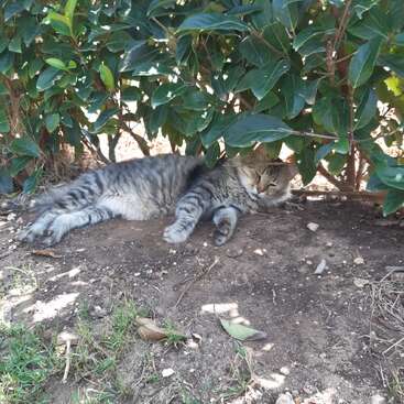 A fluffy tabby cat is lying comfortably on the ground beneath leafy bushes, enjoying a shady, cool spot on a sunny day, appearing relaxed and peaceful.