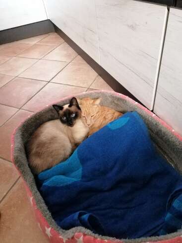 Two cats, one Siamese and one ginger, cuddle together in a cozy pet bed with a blue blanket, creating a heartwarming and adorable scene in the kitchen.