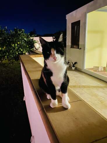 A black, white, and orange cat sits on a tiled ledge at night. Behind it is a garden with trees and a brightly lit house.