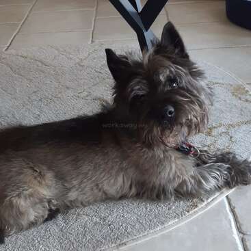 Un perro pequeño y desaliñado, de orejas puntiagudas y pelaje enjuto y grisáceo, descansa cómodamente sobre una alfombra circular, mirando con curiosidad a la cámara en el interior.
