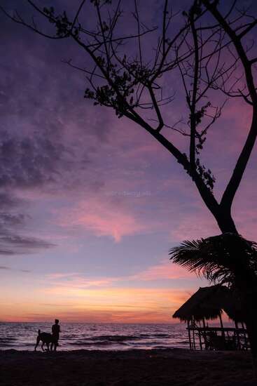 The image depicts a serene sunset scene, featuring a tree with sparse leaves, a palm frond, and a thatched roof, set against a vibrant sky with pink and purple hues.