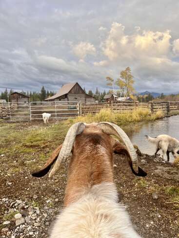 The image depicts a serene farm scene, featuring a brown and white goat with distinctive horns, set against a backdrop of a rustic barn and a tranquil pond.