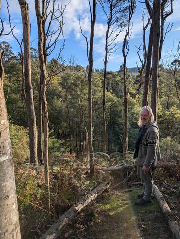 Une personne se tient sur un chemin de rondins moussus au milieu de grands arbres sans feuilles dans une forêt éclairée par le soleil. L'arrière-plan est constitué d'un feuillage vert luxuriant et d'un ciel bleu.