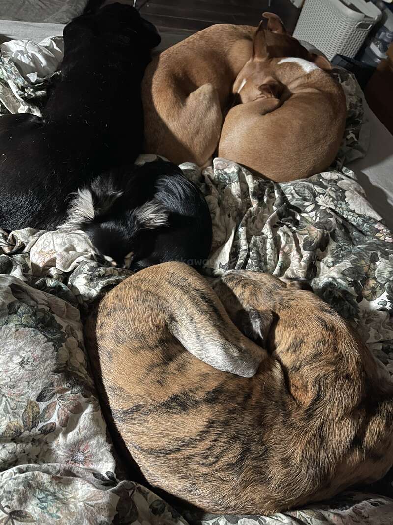 Quatre chiens sont blottis les uns contre les autres sur une couverture à motifs floraux, dormant paisiblement et créant une scène douillette et réconfortante de compagnie et de confort.