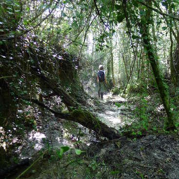 Une personne marche sur un chemin boueux dans une forêt, entourée d'arbres et de verdure, la lumière du soleil filtrant à travers le feuillage.