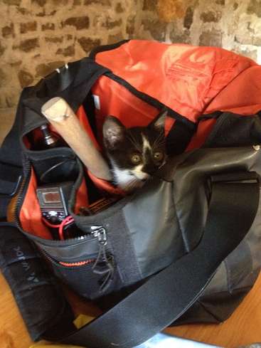 L'image montre un chat noir et blanc sortant d'un sac de sport noir et rouge ouvert sur un sol en bois et sur fond de mur en pierre.