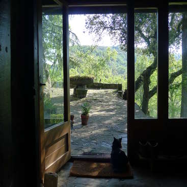 L'image représente une scène sereine à travers une porte, avec un chat assis sur un tapis, un patio en pierre et des arbres luxuriants visibles à l'extérieur, baignés par la lumière du soleil.